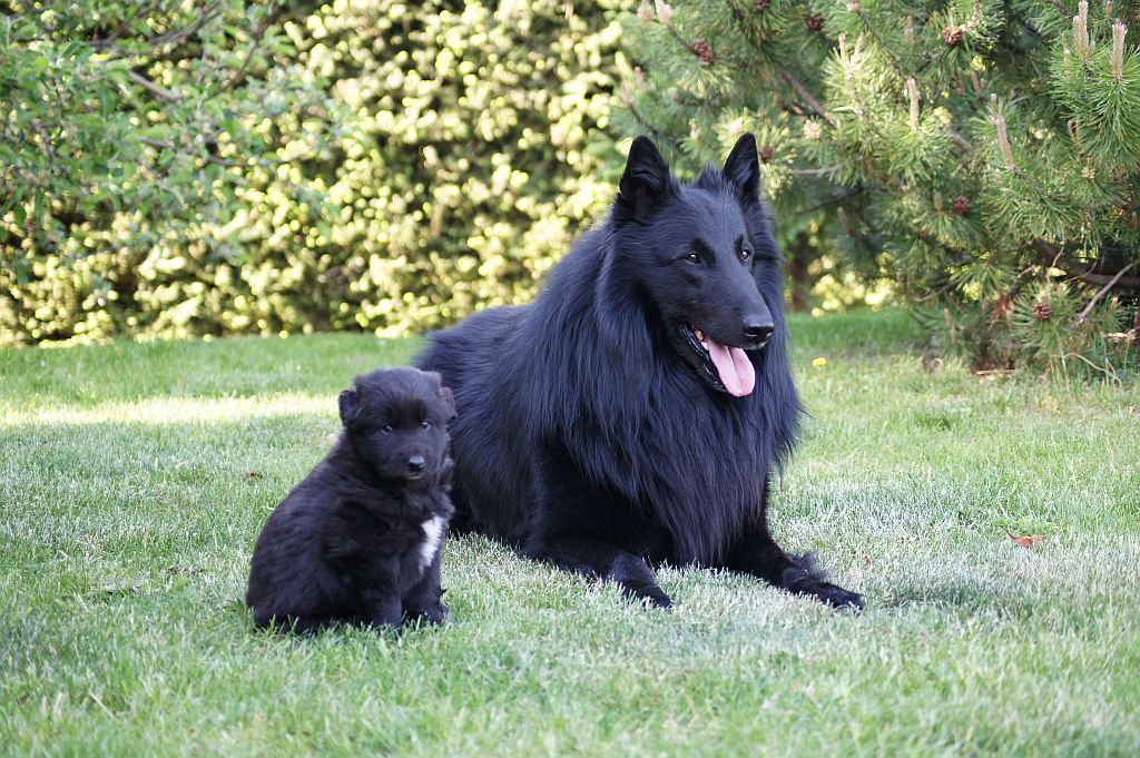 Colourless Shadow Groenoir + our little black bear